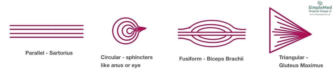 Muscle Types SimpleMed