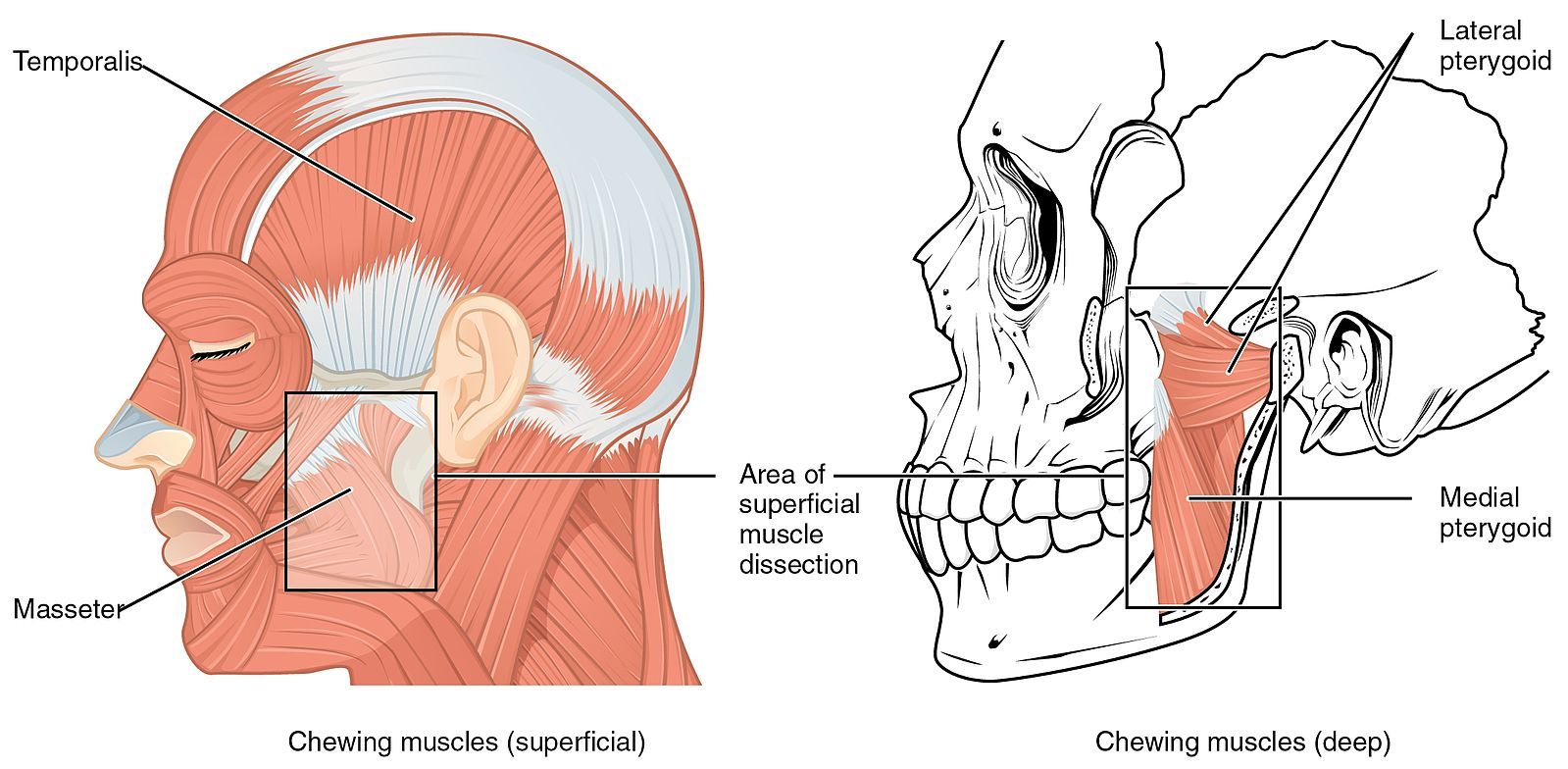 Muscles of Mastication SimpleMed