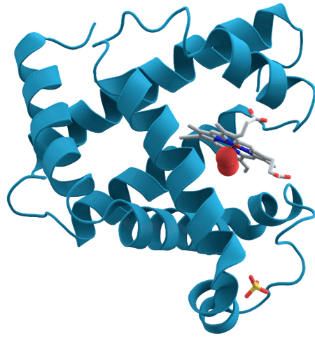 Myoglobin Structure SimpleMed