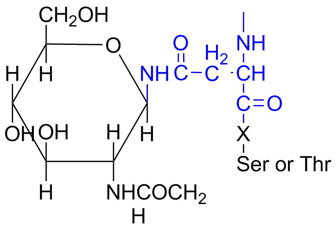 N-linked glycosylation SimpleMed