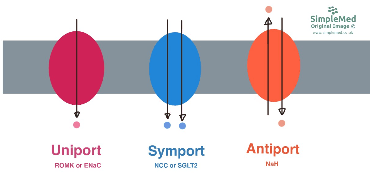 Nephron Membrane Transporter Types SimpleMed