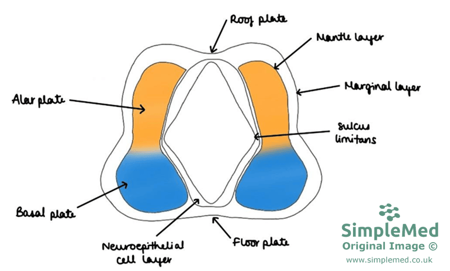 Neural Plate Cross-section SimpleMed