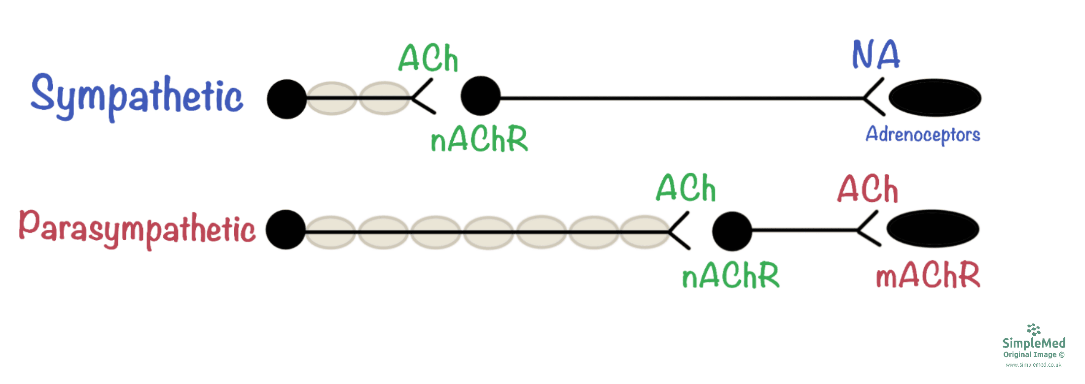 Autonomic Nervous System Neurotransmitters at Synapses Diagram SimpleMed