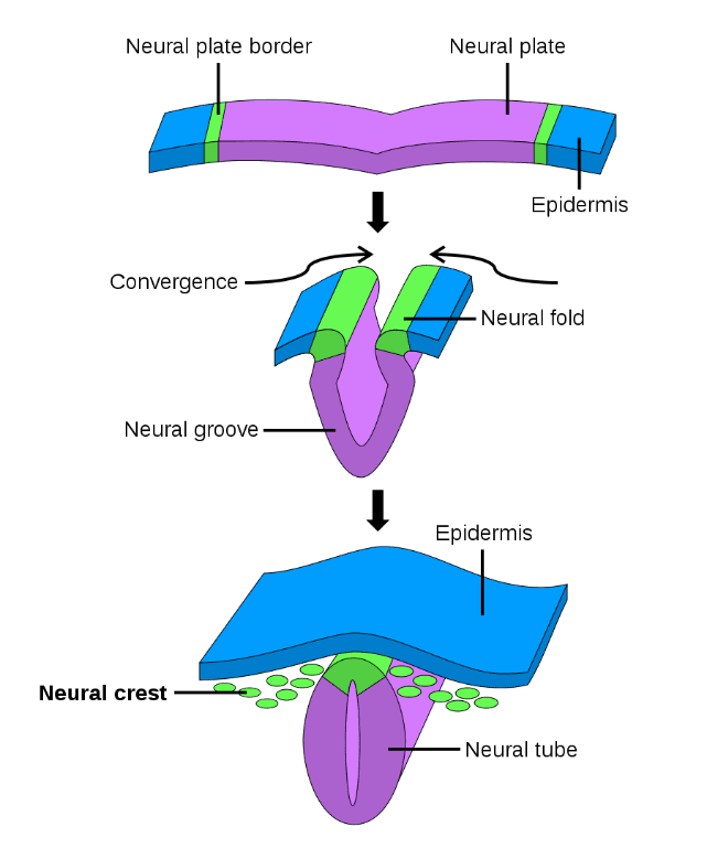 Neurulation SimpleMed