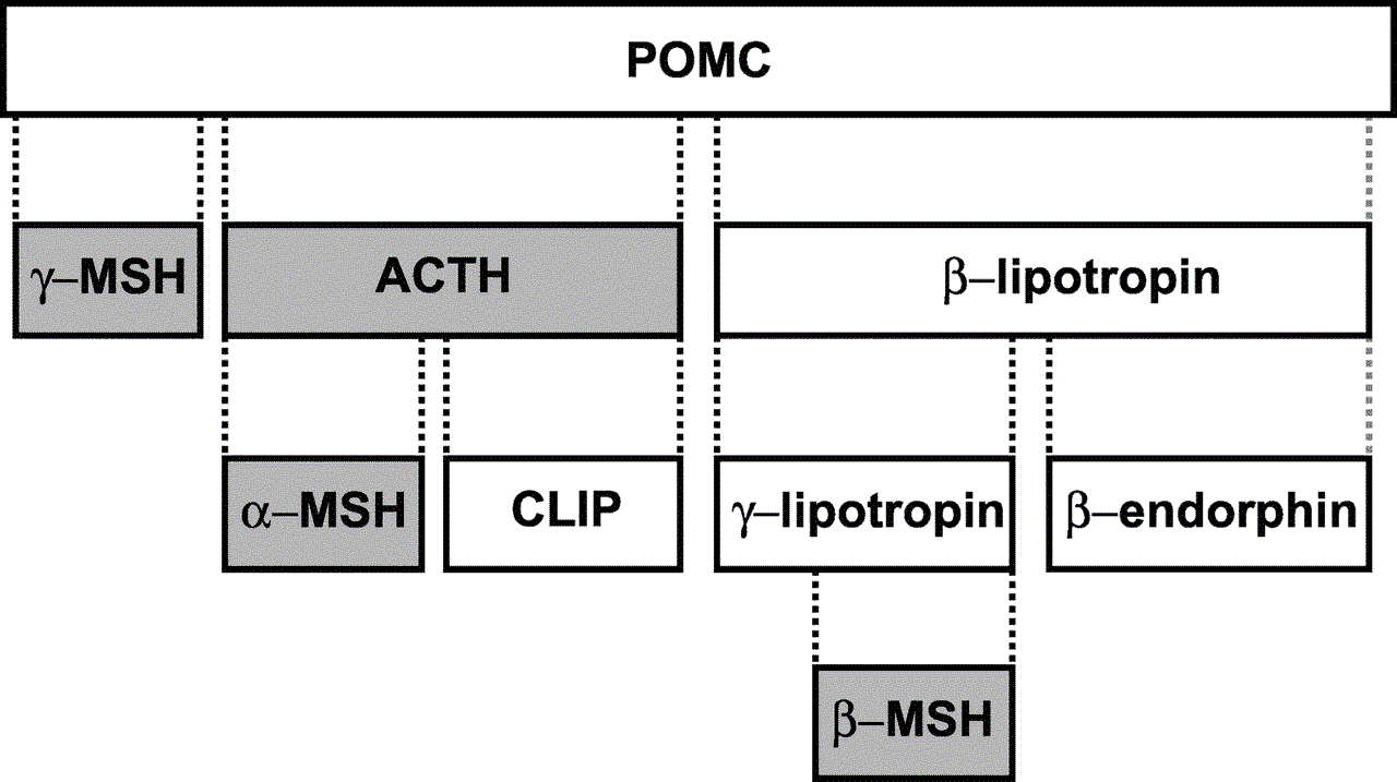 POMC and its Derivatives SimpleMed