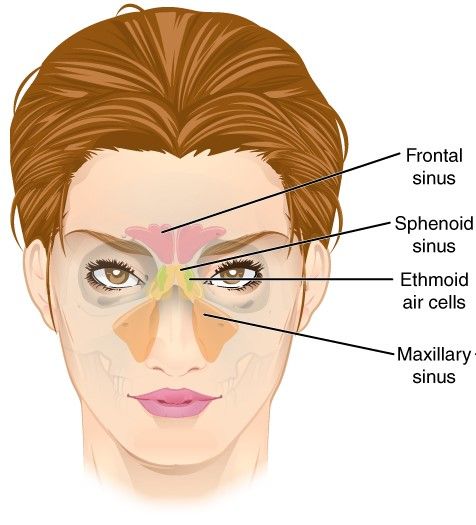 Paranasal Sinuses SimpleMed