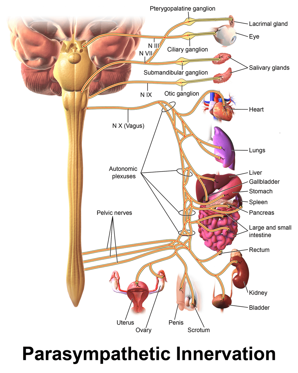 Parasympathetic Innervation SimpleMed