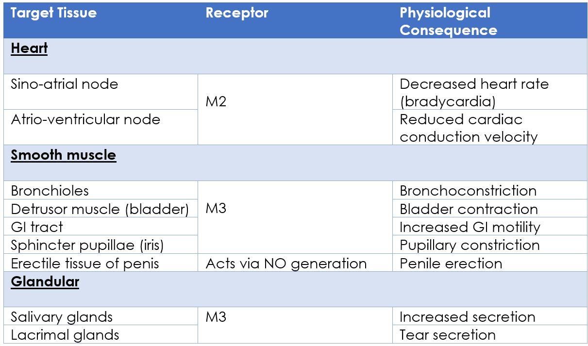 Physiological Actions of the Parasympathetic Nervous System SimpleMed