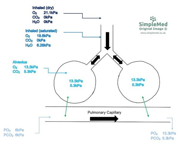 Partial Pressure in the Respiratory Tract and Pulmonary Capillaries SimpleMed