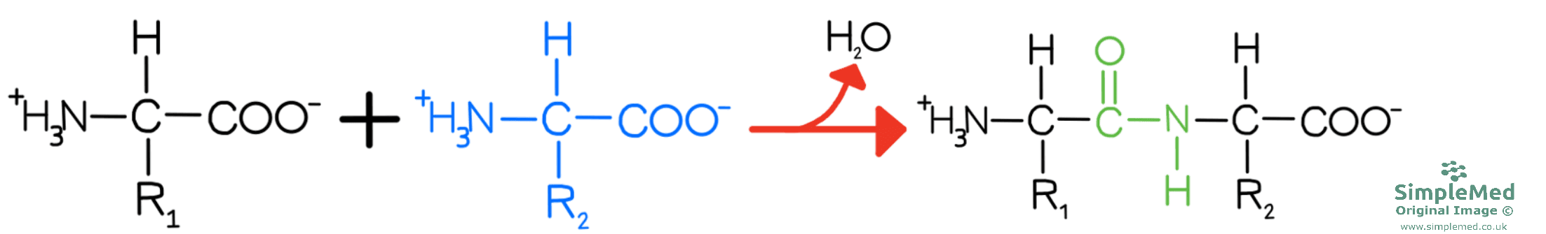 Peptide Bond Formation SimpleMed