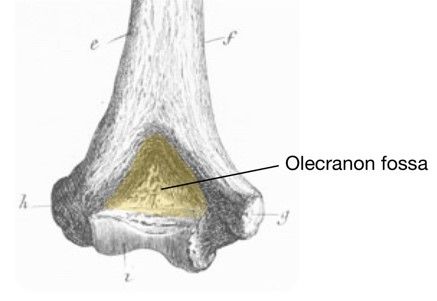 Posterior Distal Humerus Labelled Diagram SimpleMed