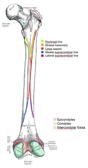 Posterior Femur Labelled Diagram SimpleMed