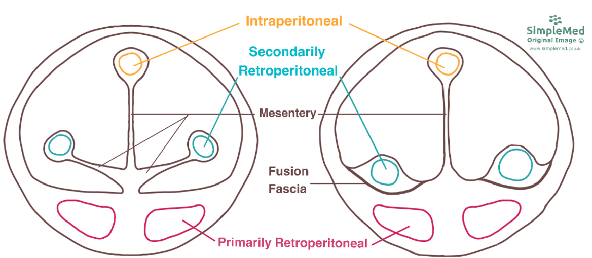 Primary and Secondary Retroperitoneal Structures SimpleMed