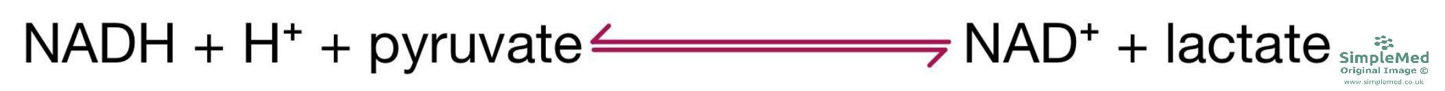 Production of Lactate from Pyruvate SimpleMed