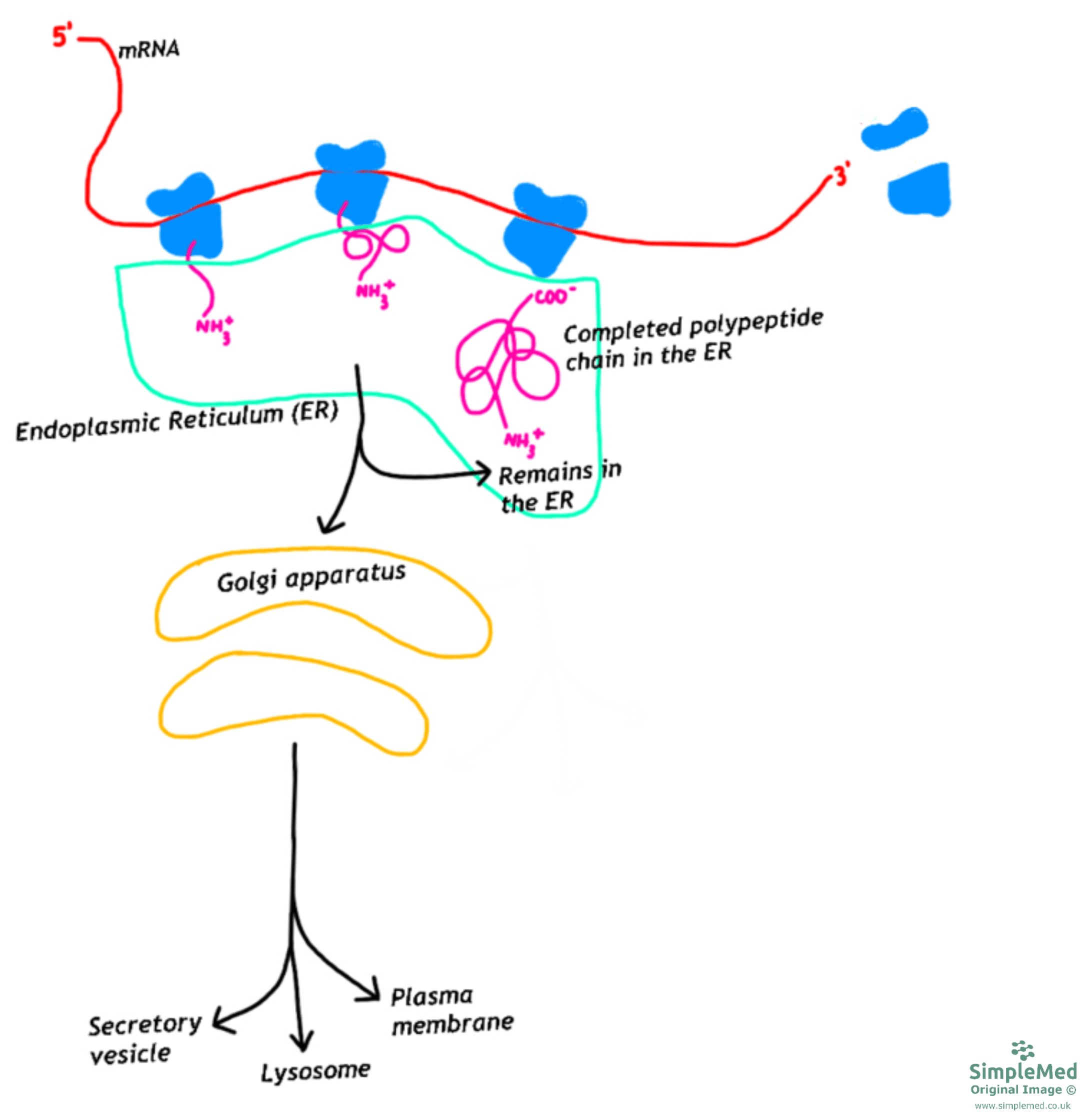 Protein Targeting for Secretion and the Endoplasmic Reticulum Diagram SimpleMed