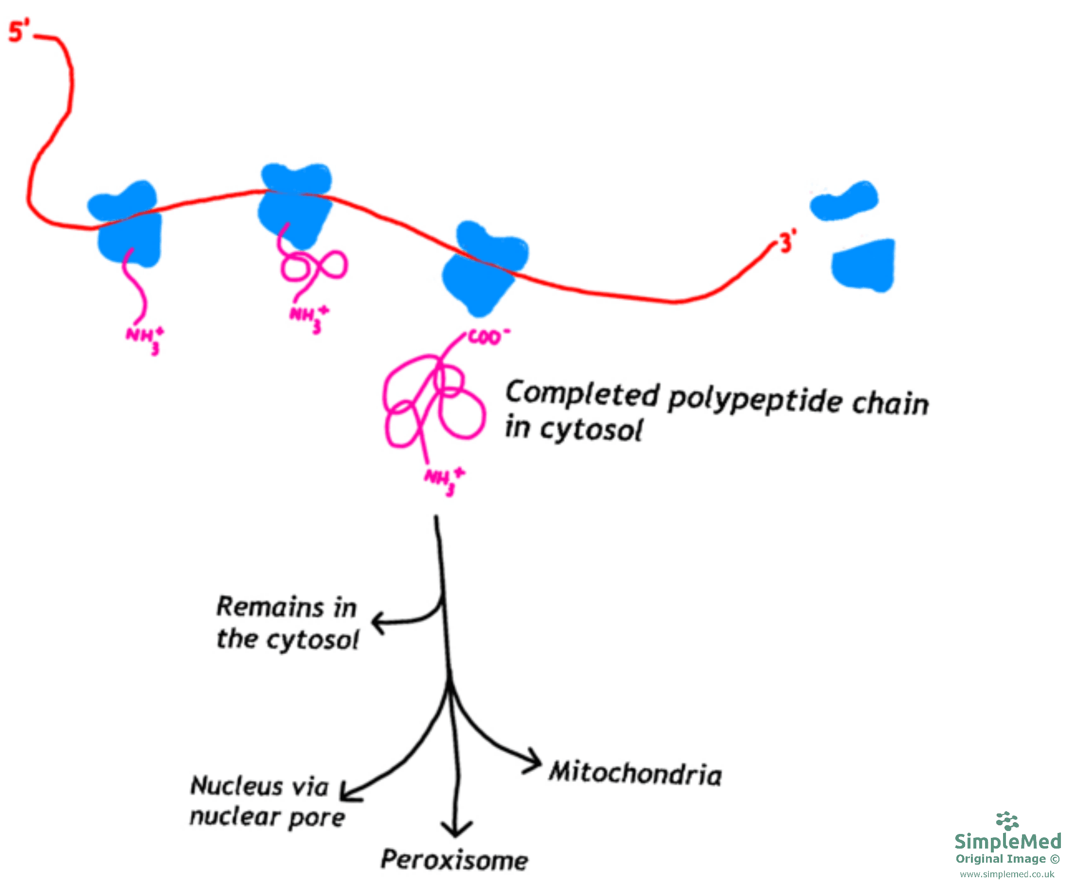 Protein Targeting to Organelles Diagram SimpleMed