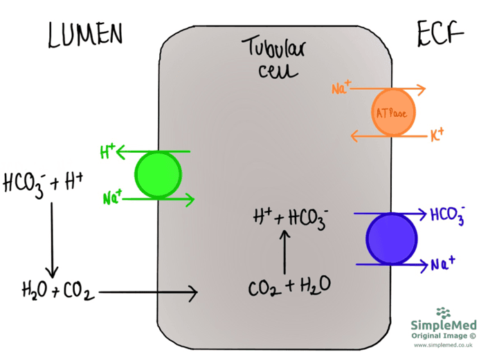 Proximal Convoluted Tubule Cells SimpleMed