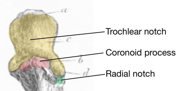 Anterior Proximal Ulna Labelled Diagram SimpleMed