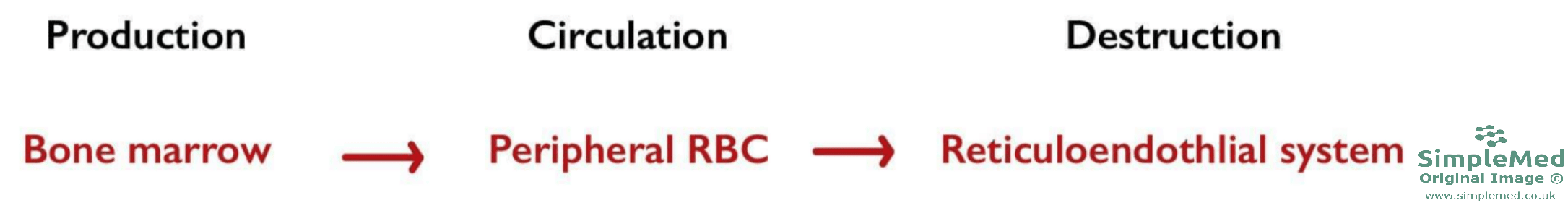 Red Blood Cell Lifecycle SimpleMed