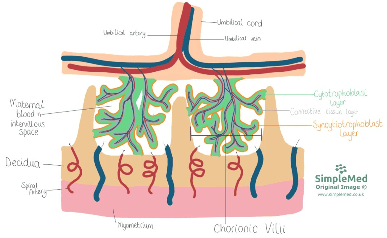 Relationship of Maternal and Fetal Blood SimpleMed