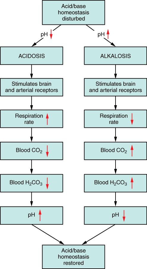 Respiratory Regulation of Blood pH SimpleMed