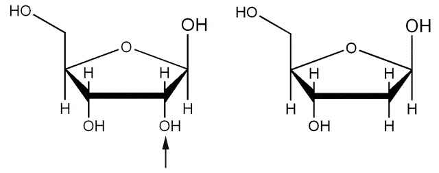 Ribose and Deoxyribose Structures SimpleMed