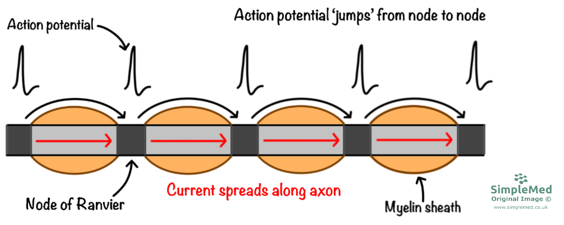 Saltatory Conduction Diagram SimpleMed