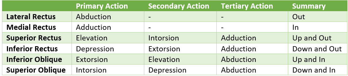 Secondary Functions of Extraocular Muscles SimpleMed