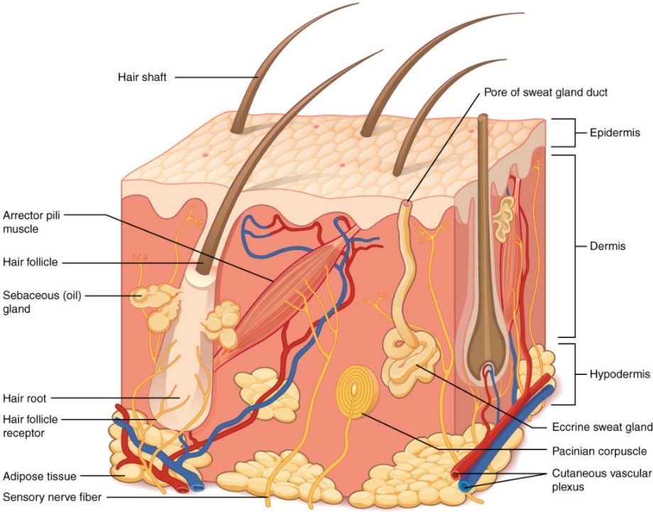 Structure of Skin Diagram Labelled SimpleMed