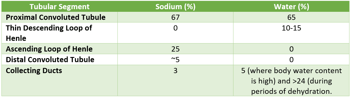 Solute Concentration in the Nephron SimpleMed