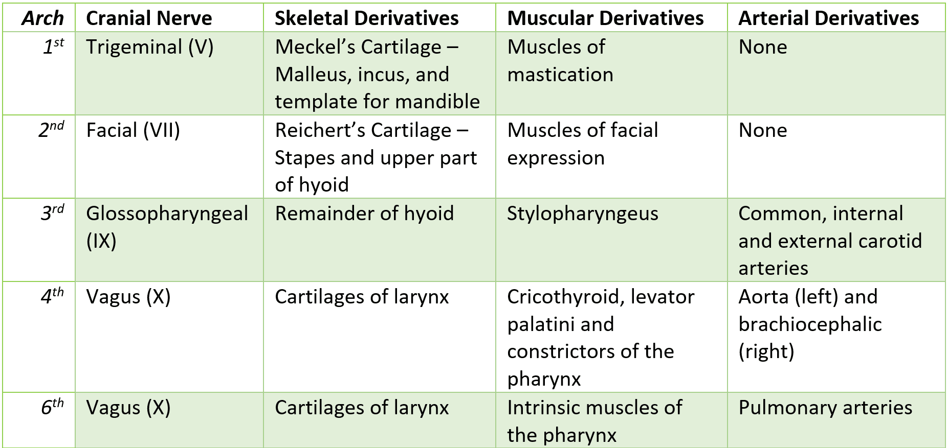 Summary of the Pharyngeal Arches SimpleMed