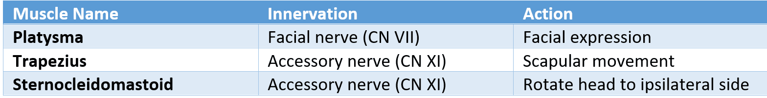 Superficial Muscles of the Neck SimpleMed