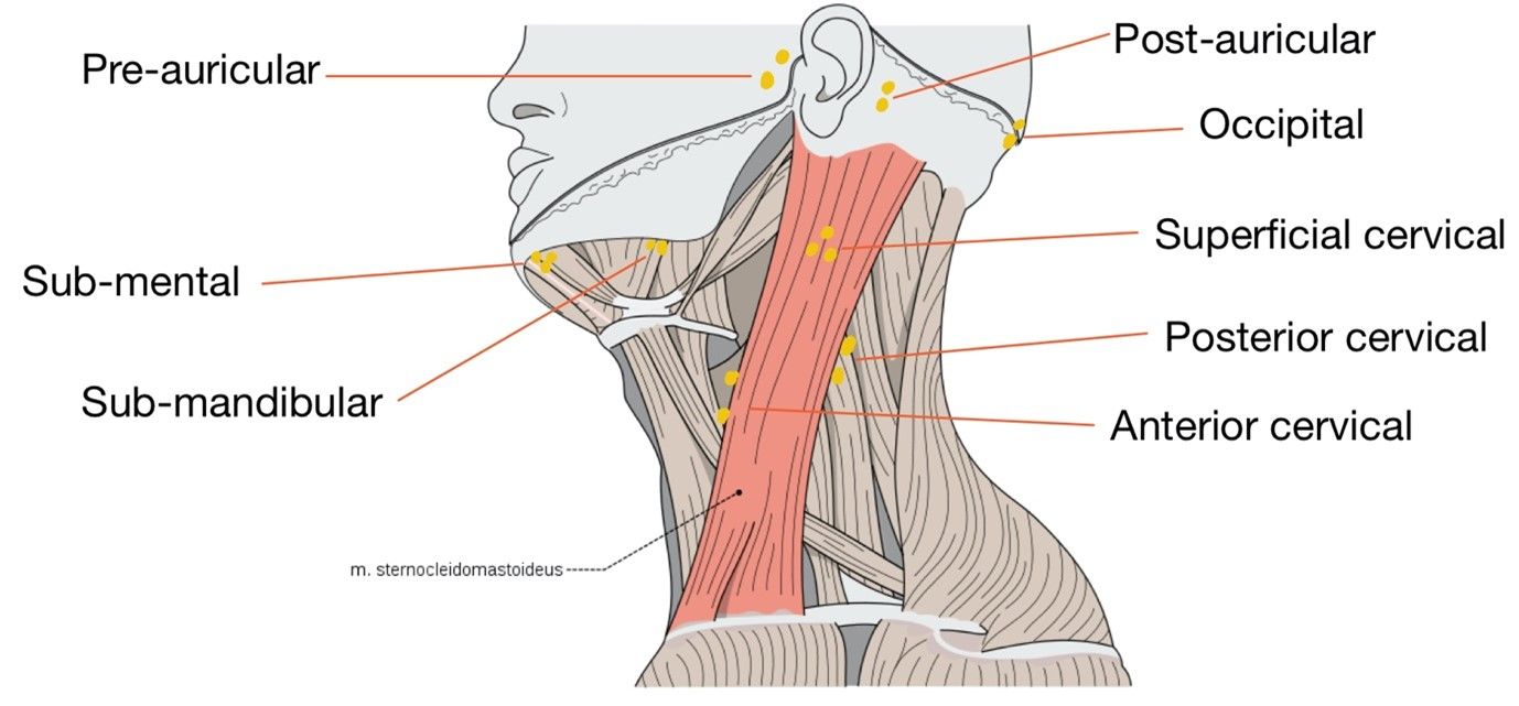 Superficial Neck Lymph Nodes SimpleMed