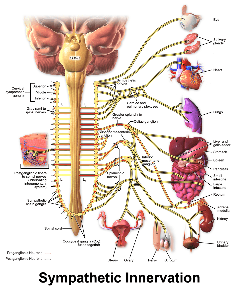 Sympathetic Innervation SimpleMed