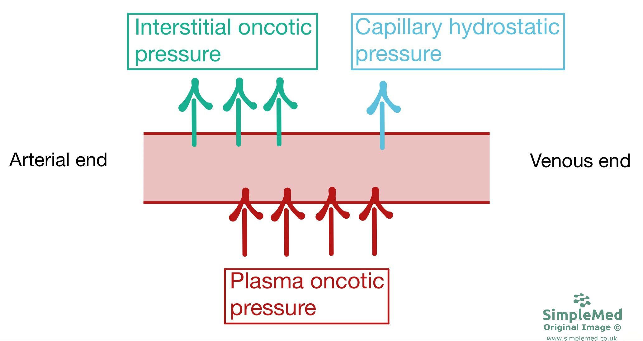 Tissue Fluid Formation SimpleMed