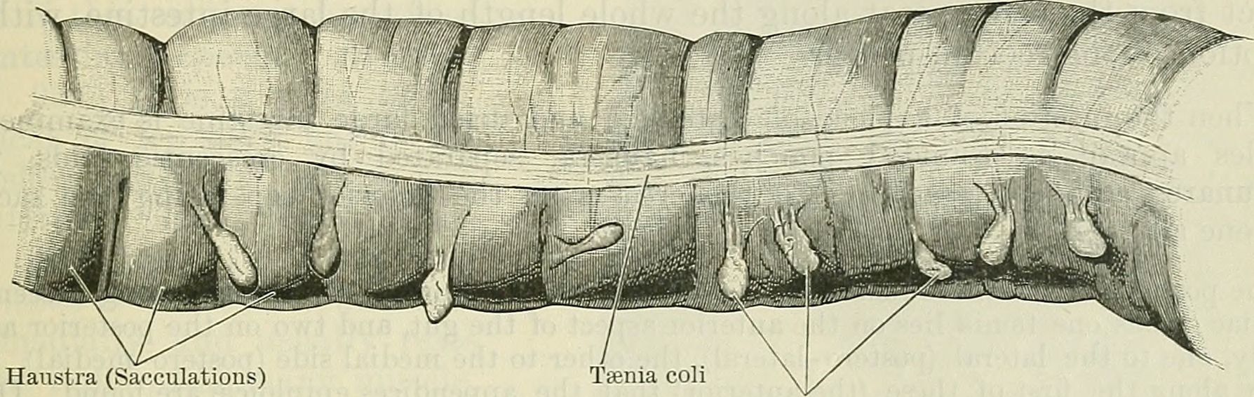 Teniae Coli and Haustra of the Large Intestine SimpleMed