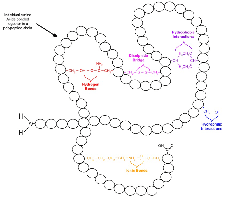 Bonds in Tertiary Structure of a Protein SimpleMed