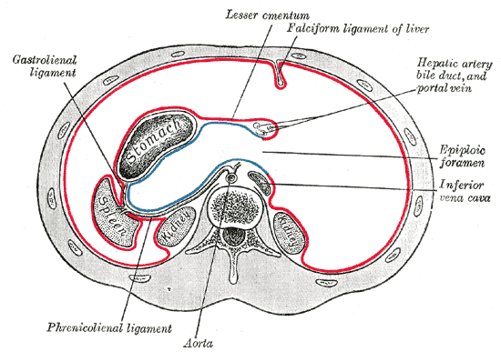 The Greater and Lesser Omenta and Epiploic Foramen SimpleMed