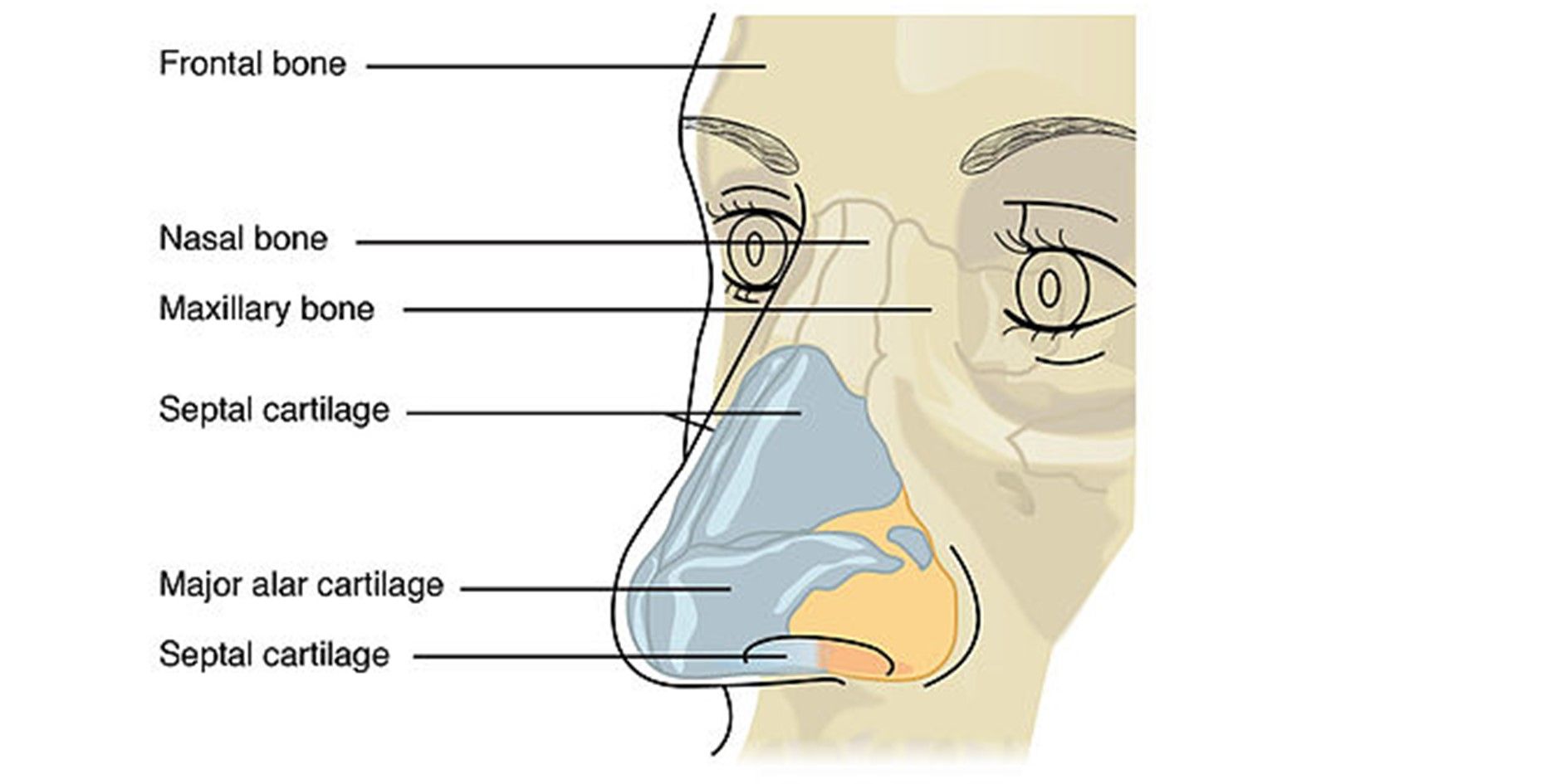 The Nasal Skeleton SimpleMed