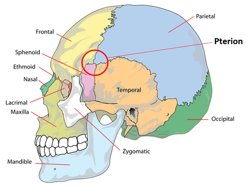 The Pterion SimpleMed