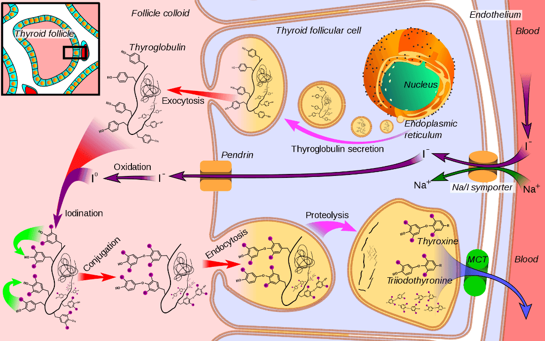 Thyroid hormone synthesis pathway SimpleMed