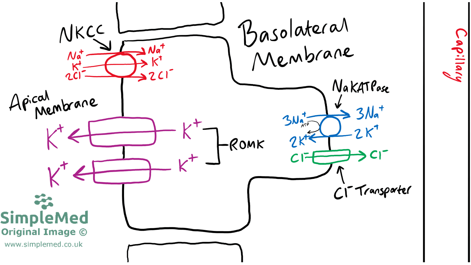 Transporters in the Thick Ascending Limb of the Loop of Henle SimpleMed