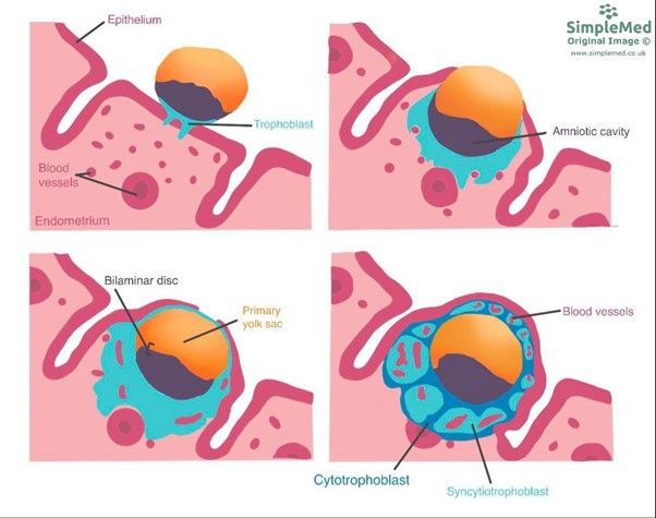 Trophoblast Differentiation and Placenta Development SimpleMed