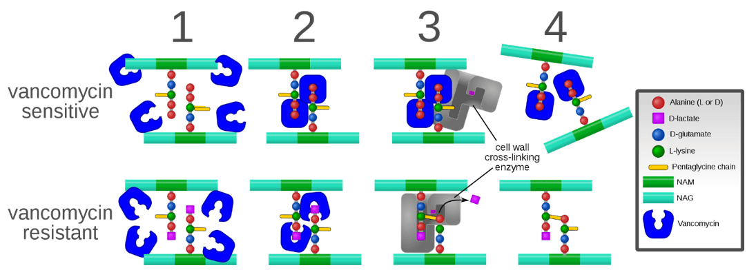 Vancomycin Resistance SimpleMed