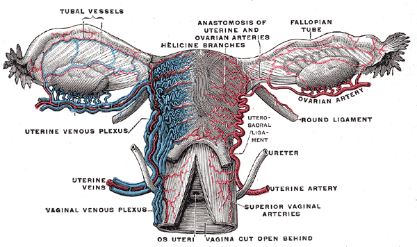 Vascular Supply of the Female Reproductive System SimpleMed