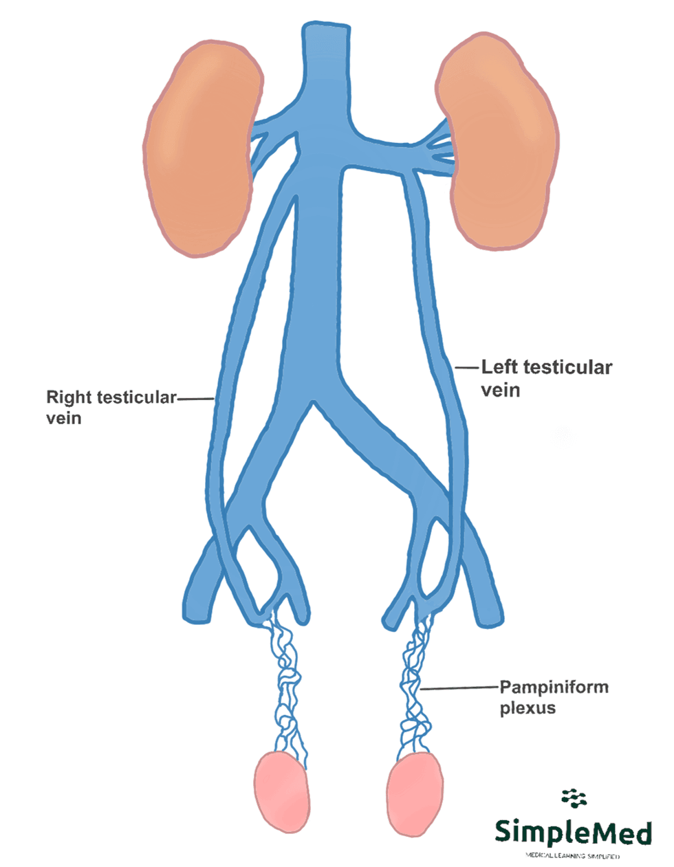 Venous Drainage of the Testes SimpleMed