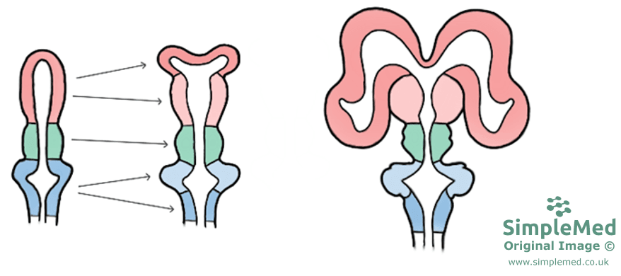 The Formation of the Ventricles SimpleMed