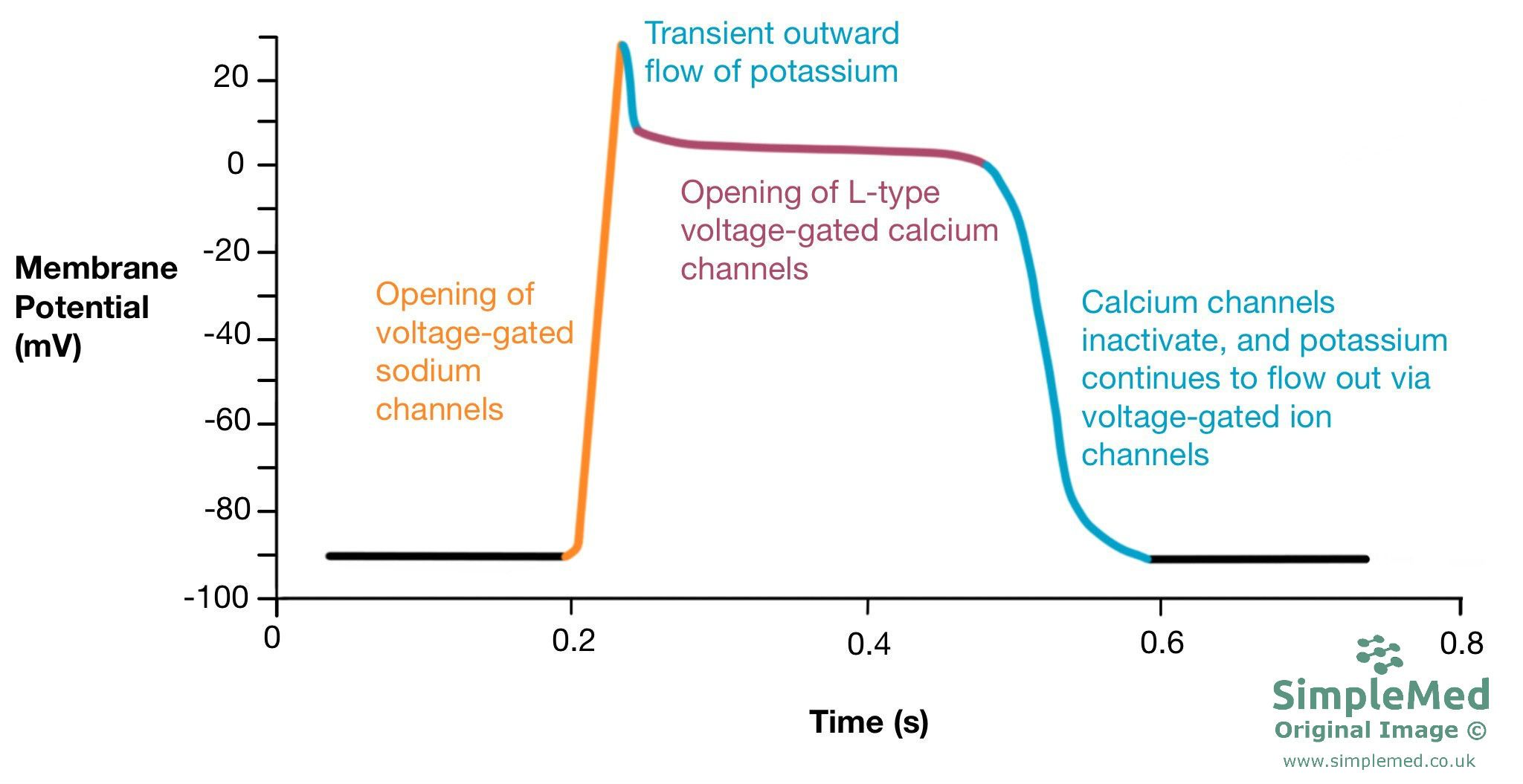 Ventricular cardiac action potential SimpleMed