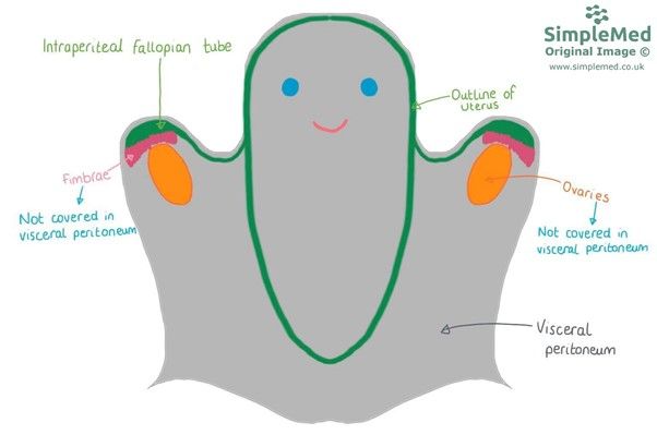 Visceral Peritoneal Coverings SimpleMed