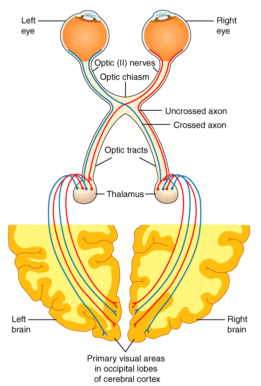 Visual System Pathway SimpleMed